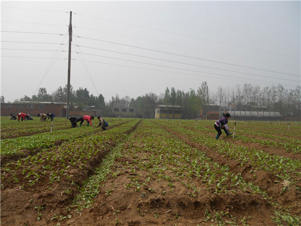 土壤養(yǎng)分速測儀的速測方法是什么？