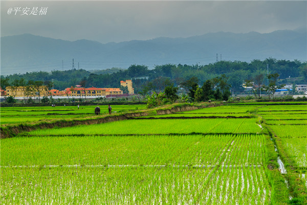 土壤水分速測儀調(diào)節(jié)土壤水分的方法？