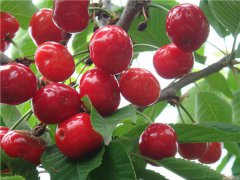 土壤養(yǎng)分速測(cè)儀是怎么測(cè)定土壤養(yǎng)分的？