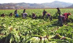 土壤墑情監(jiān)測站可以幫助種植農業(yè)增產(chǎn)增收