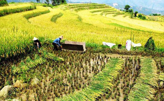 管式土壤墑情監(jiān)測儀提升糧食作物的達標(biāo)率