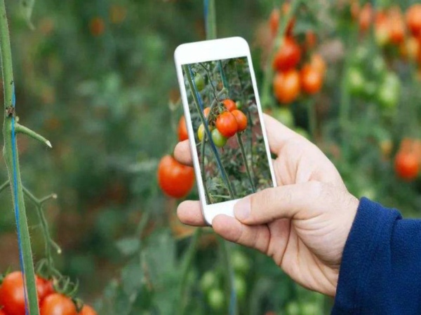 土壤墑情遠程監(jiān)測及預(yù)警系統(tǒng)