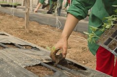 土壤墑情的監(jiān)測方法哪種好？