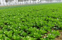 土壤墑情監(jiān)測需要怎么取樣？