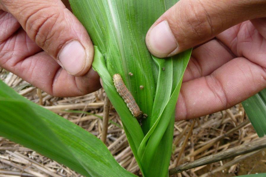 河南大部土壤墑情適宜 秋糧長(zhǎng)勢(shì)總體良好