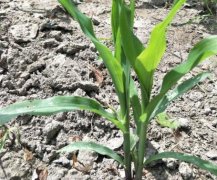 土壤墑情如何實現(xiàn)自動監(jiān)測？