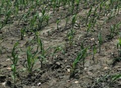 土壤墑情監(jiān)測站是怎樣的系統(tǒng)？