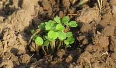 有了物聯(lián)網(wǎng)，土壤墑情監(jiān)測(cè)系統(tǒng)才有了“生命”！