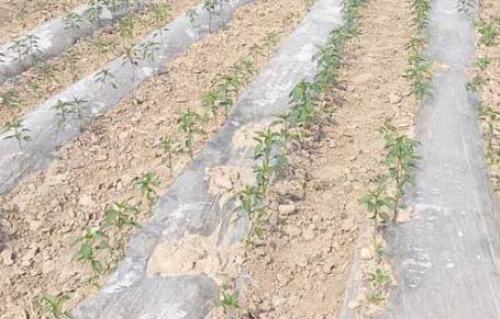 基于無線網(wǎng)絡(luò)的遠(yuǎn)程墑情監(jiān)測(cè)系統(tǒng)介紹 基于無線網(wǎng)絡(luò)的遠(yuǎn)程墑情監(jiān)測(cè)系統(tǒng)介紹