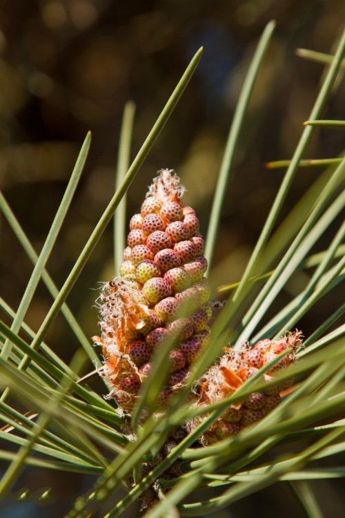 土壤水分實時監(jiān)測設(shè)備是如何在菠蘿園發(fā)揮作用的？